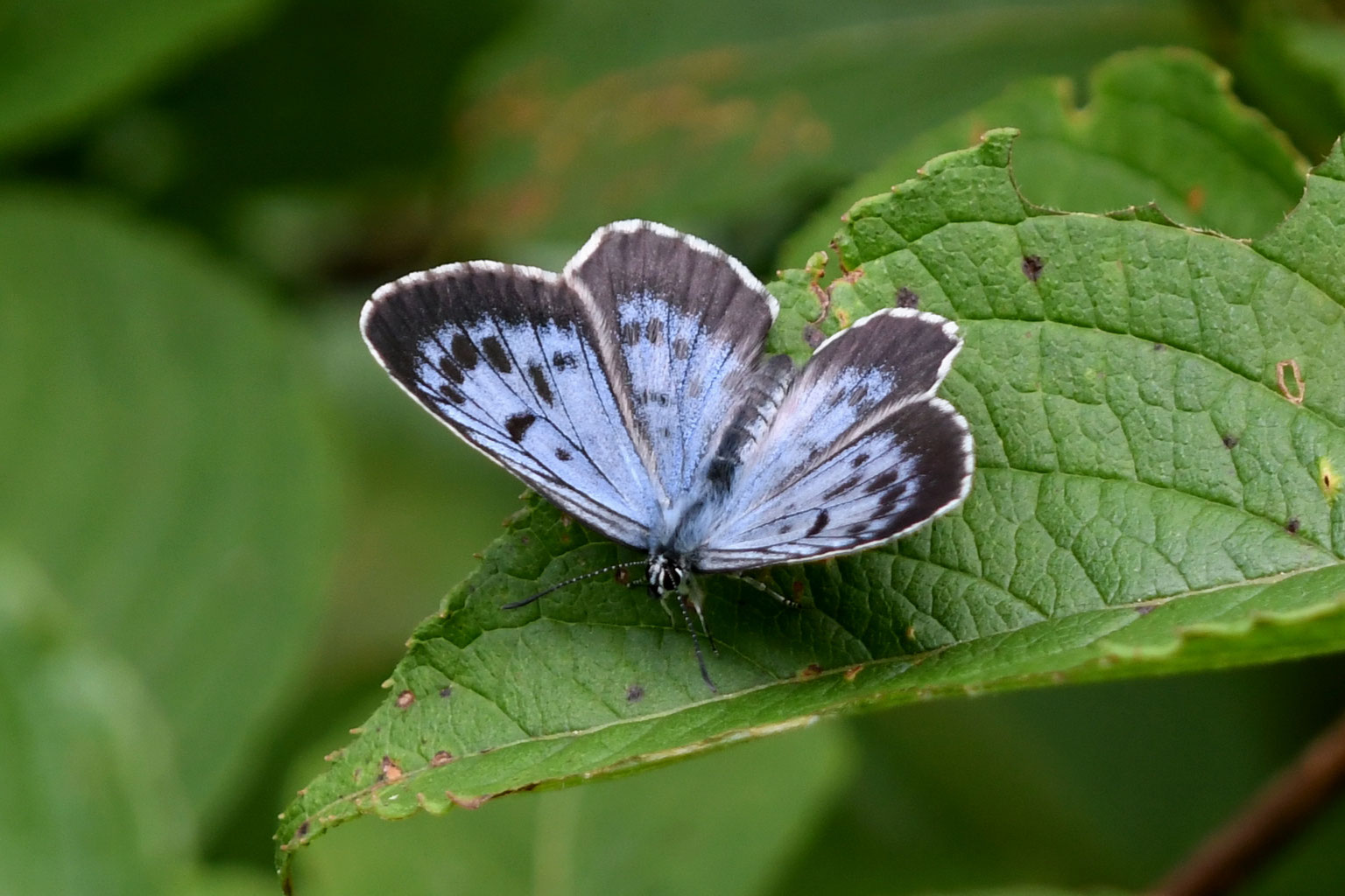 ゴマシジミ＆オオゴマシジミ ゴマシジミ＆オオゴマシジミ