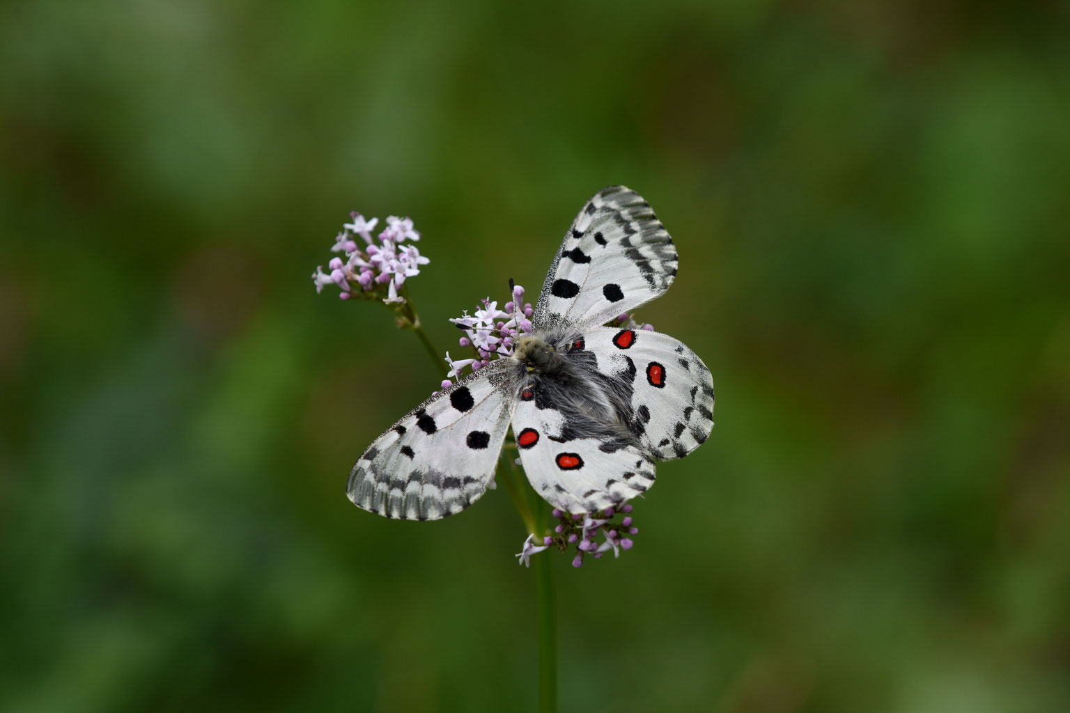 パルナシウス・ノミオン（1オス・北朝鮮） パルナシウス・ノミオン（1オス・北朝鮮）