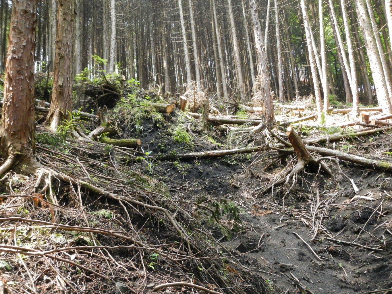 多発する土砂災害 - 植樹で原生林に近い土地本来の森を再生する