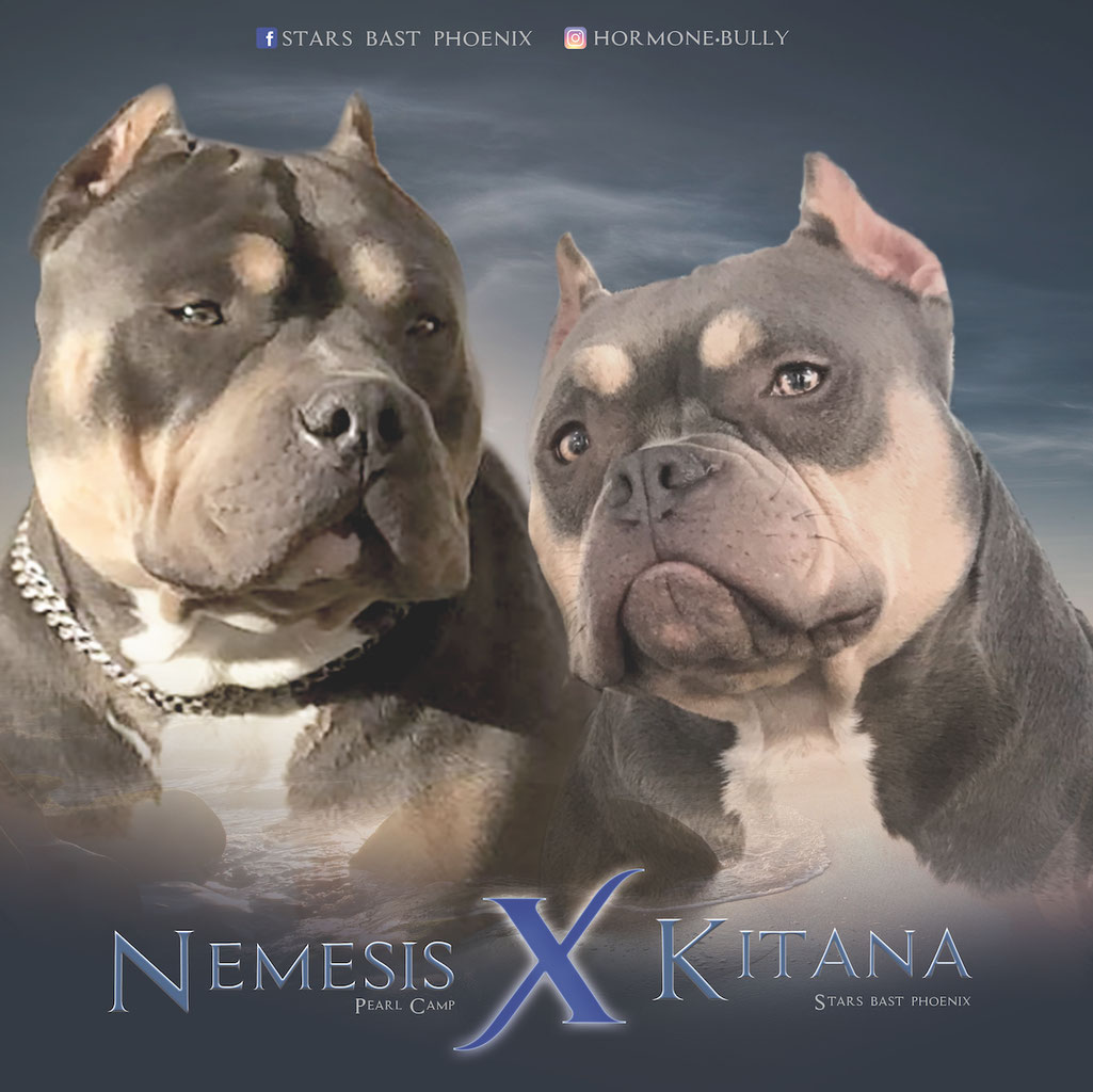 Elevage American Bully Pocket Standard Stars Bast Phoenix