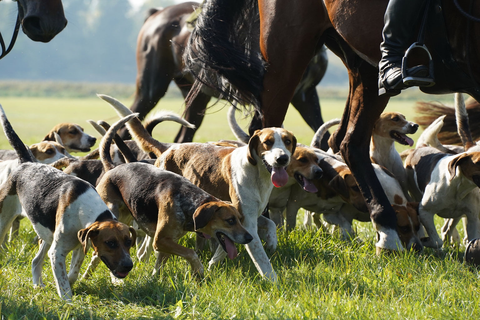 Die Meute mecklenburgermeute