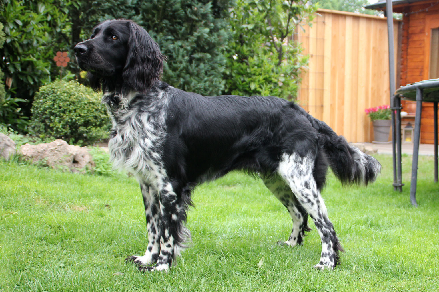 Großer Münsterländer Würfe vondenlippwiesens Webseite!