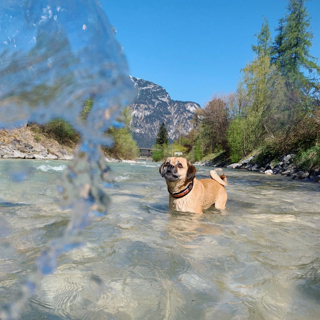 Hundewanderung in die Partnachklamm/Garmisch Partenkirchen