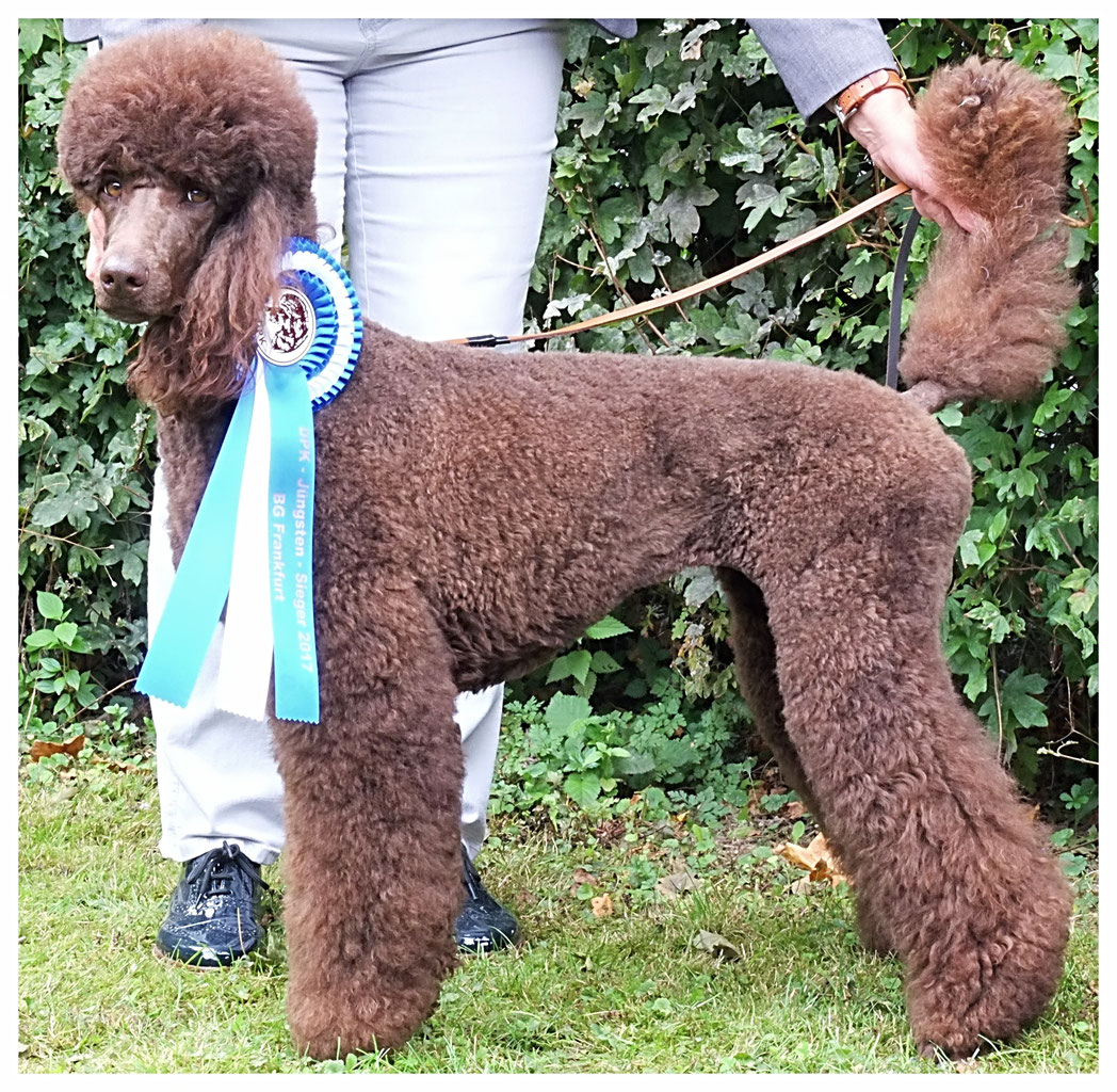 Grosspudel Fur Familie Und Sport Grosspudelzucht Webseite