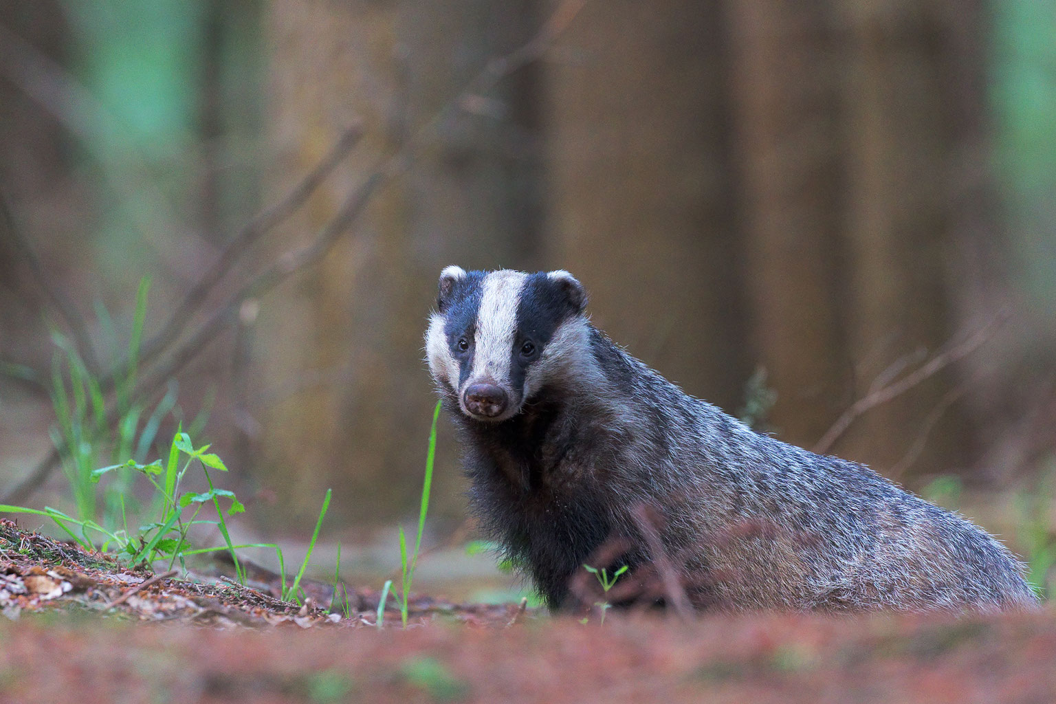 Tiere Im Kraichgau Heimat Des Webseite