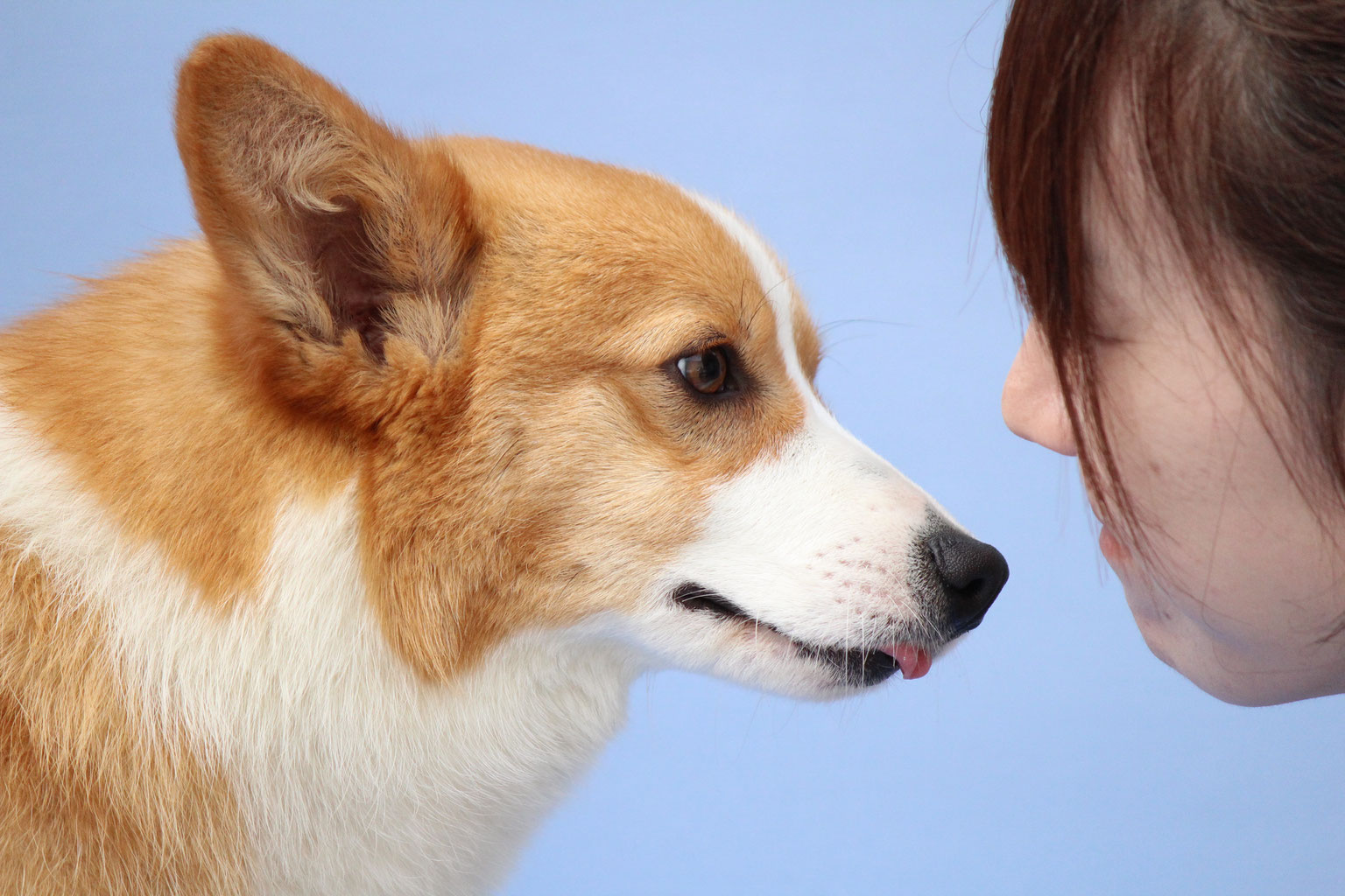 里親様募集 大型犬 中型犬 猫のブリーダー 里親様募集 大型犬 中型犬 猫のブリーダー