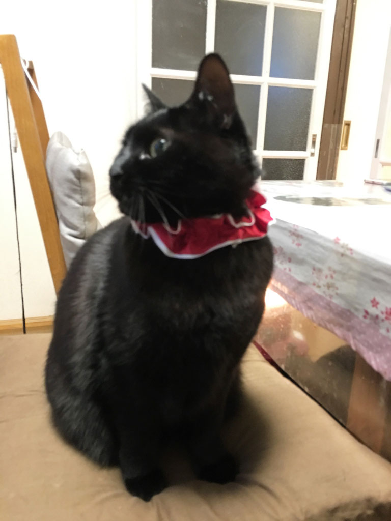 猫と動物 川崎市多摩区登戸 滋養庵はり きゅう院 猫と動物 川崎市多摩区登戸 滋養庵はり きゅう院