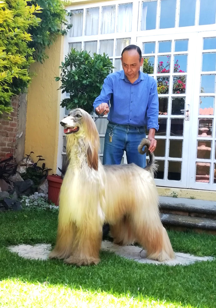 Our Afghan Hounds jesmozafghans jimdo page!