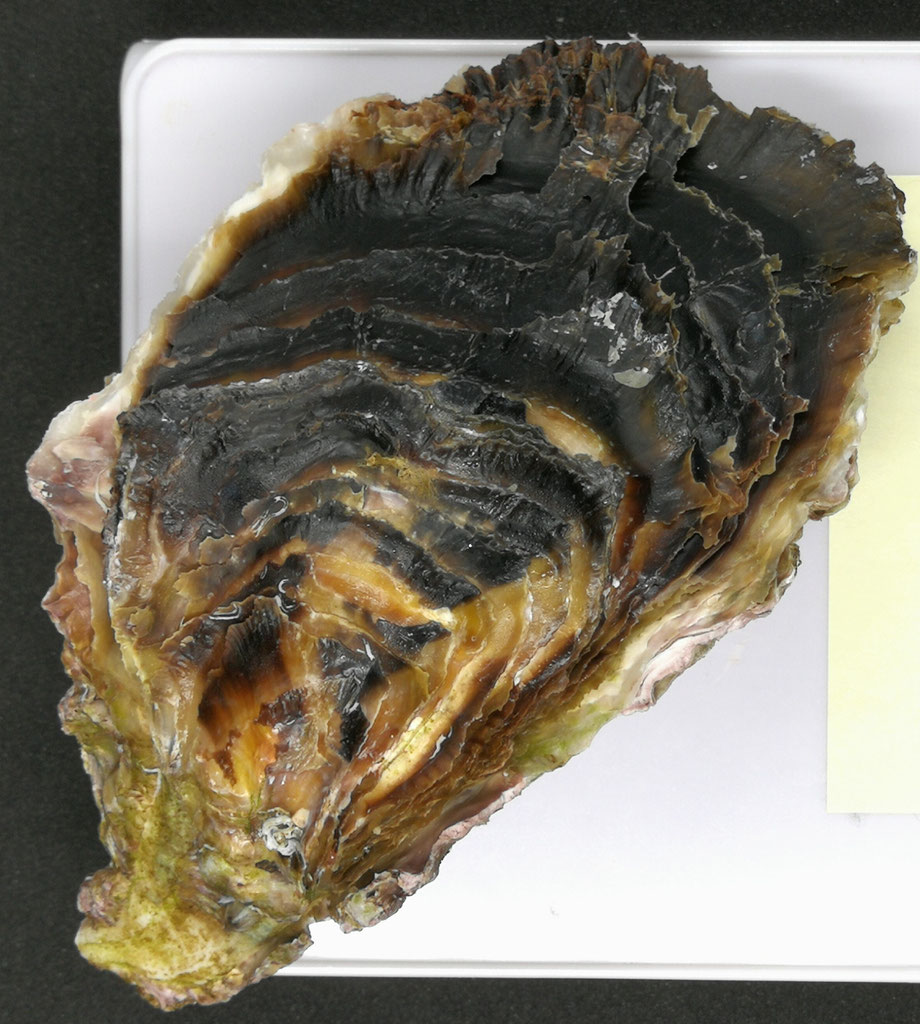 岩牡蠣は初夏が旬 牡蠣のことなら オイスターズジャパン へ 岩牡蠣は初夏が旬 牡蠣のことなら オイスターズジャパン へ