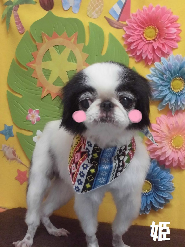 姫ちゃん プリンくん おかかくん ララちゃん Dog Salon Melty ページ