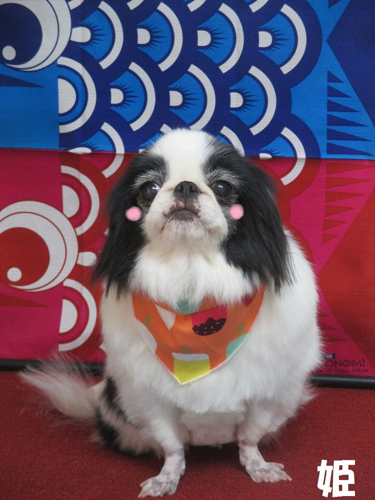 姫ちゃん みるくちゃん ポニーちゃん いちごちゃん チャップくん Dog Salon Melty ページ