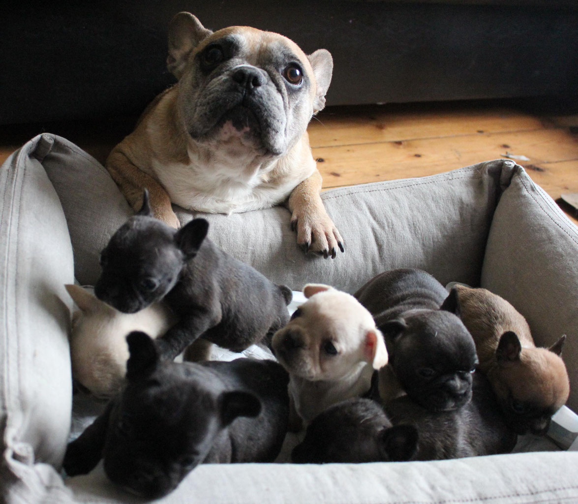 CREAM / BLUE Frenchie puppies - Kennel Club Assured ...