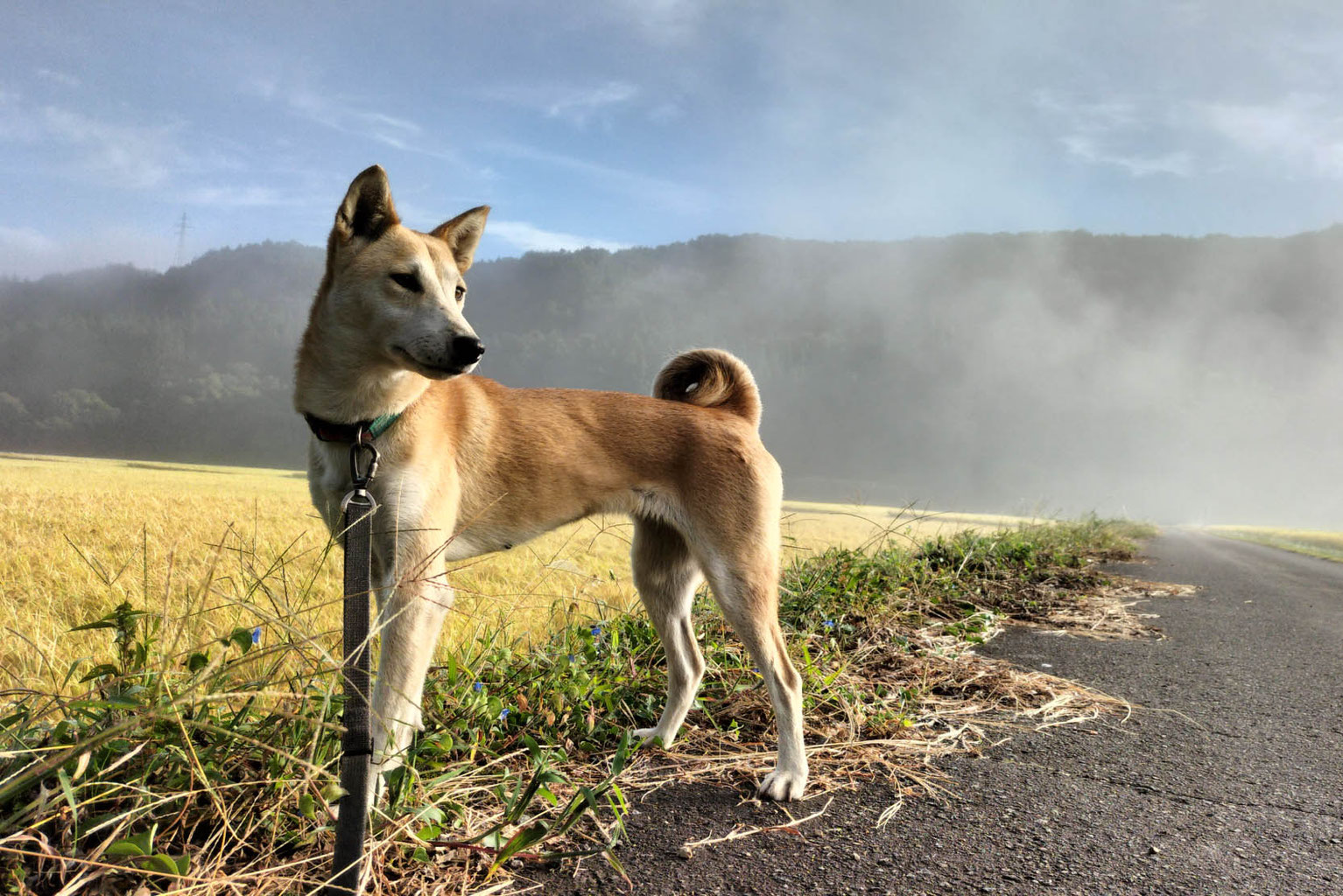 Natural Monuments 柴犬 SP0003 INVASION 希少 foxrepublic_postcard-dog-sh2-1