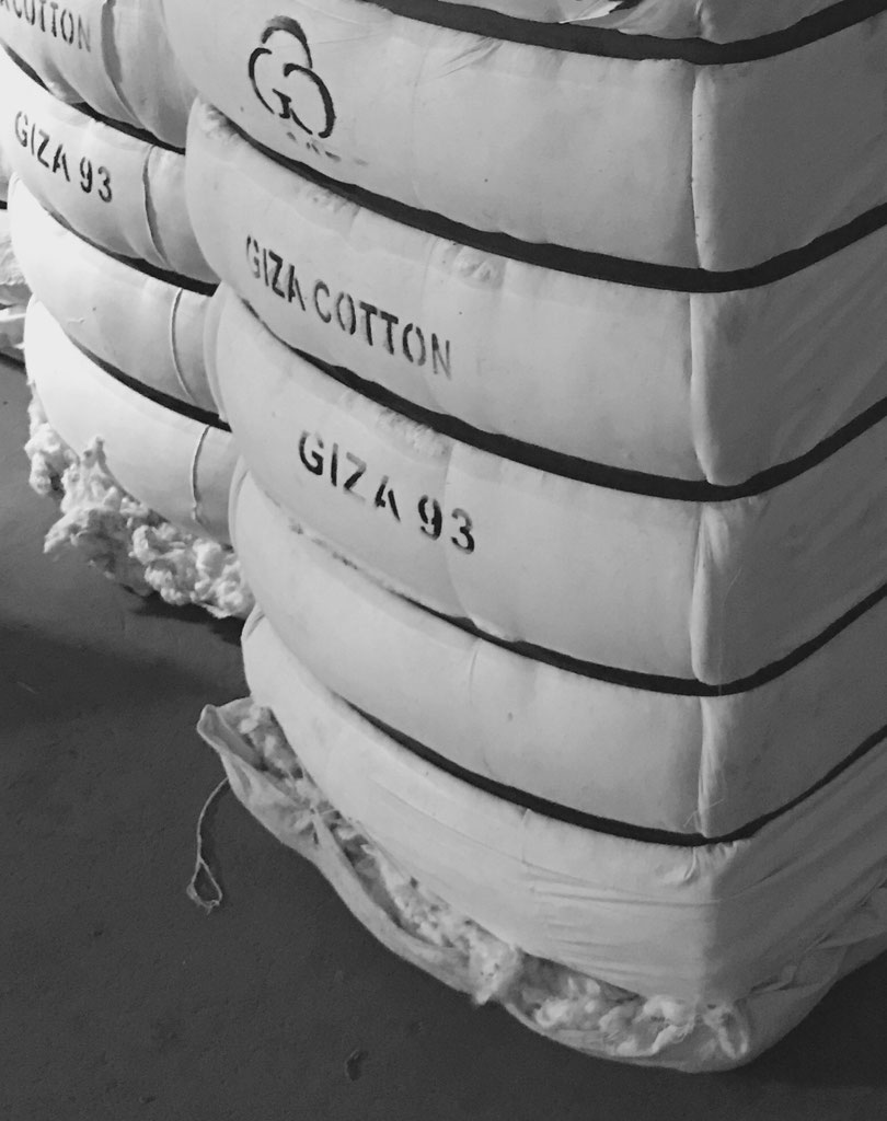 GIZA 93 Giza Cotton