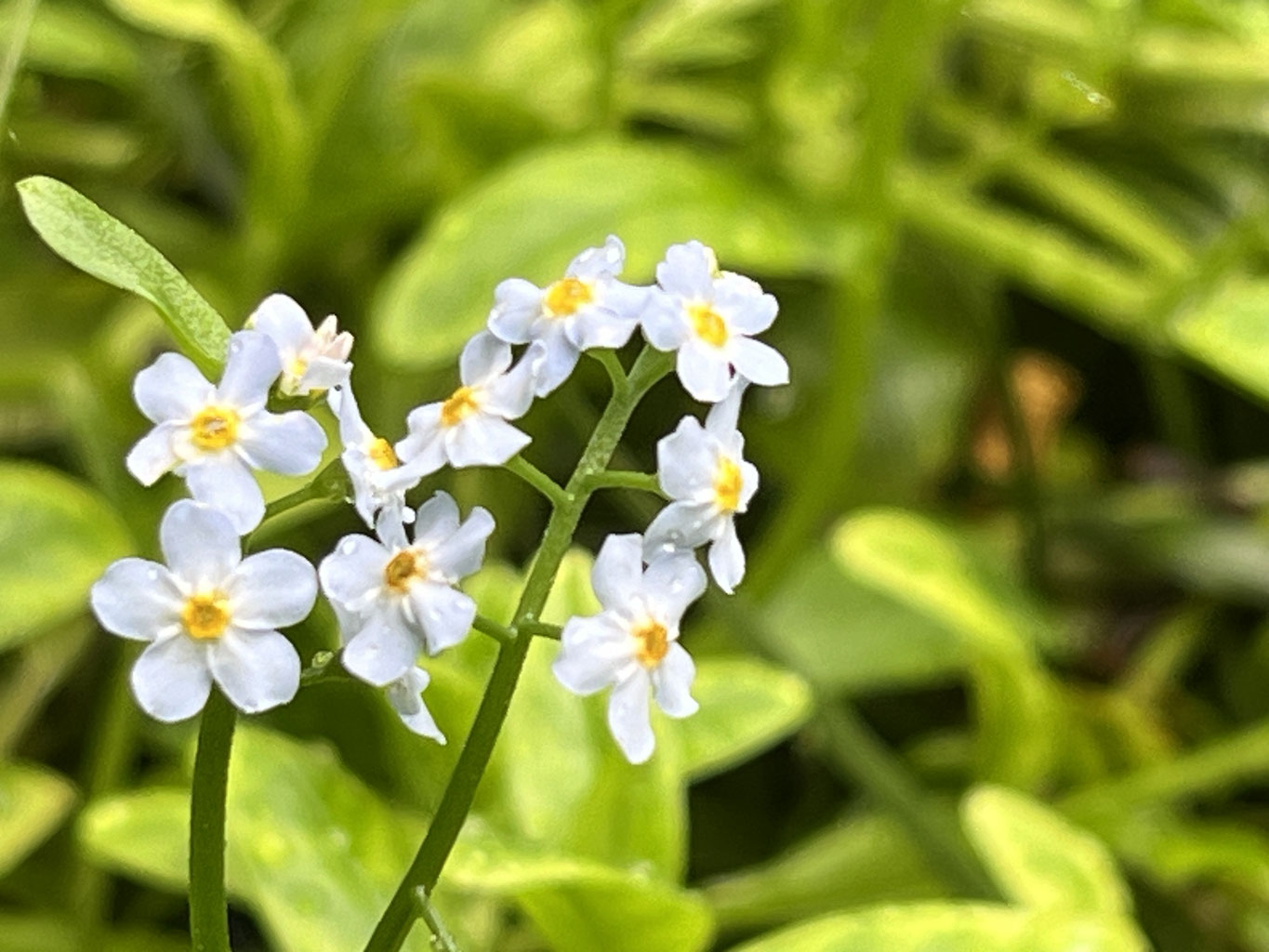 勿忘草/わすれな草Summer04/24 | 小さな日陰の庭から