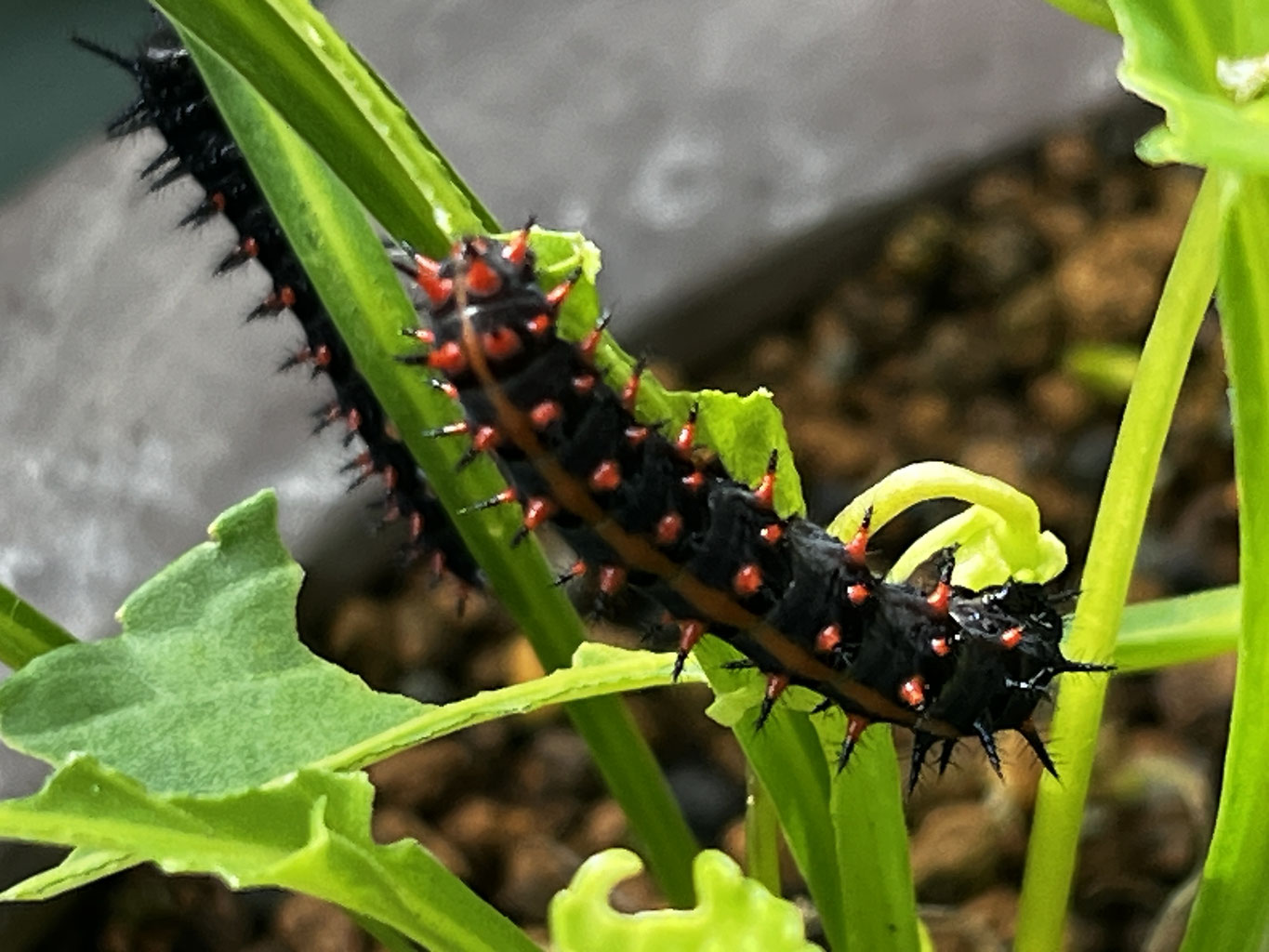 すみれの葉っぱとツマグロヒョウモンの幼虫たち - 横浜市天王