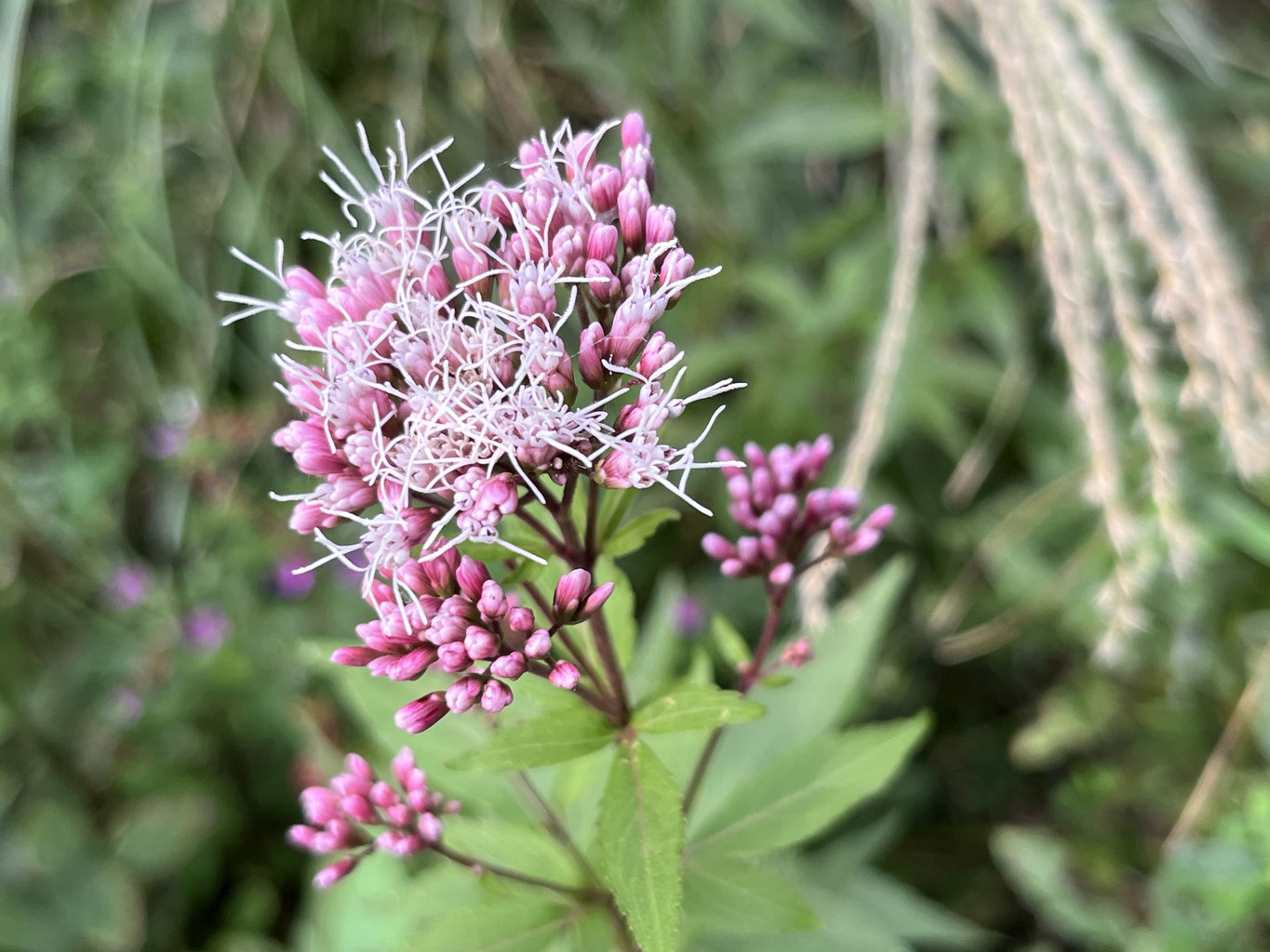 藤袴（フジバカマ）の香り - 横浜市天王森泉公園 ‐公式ホームページ‐