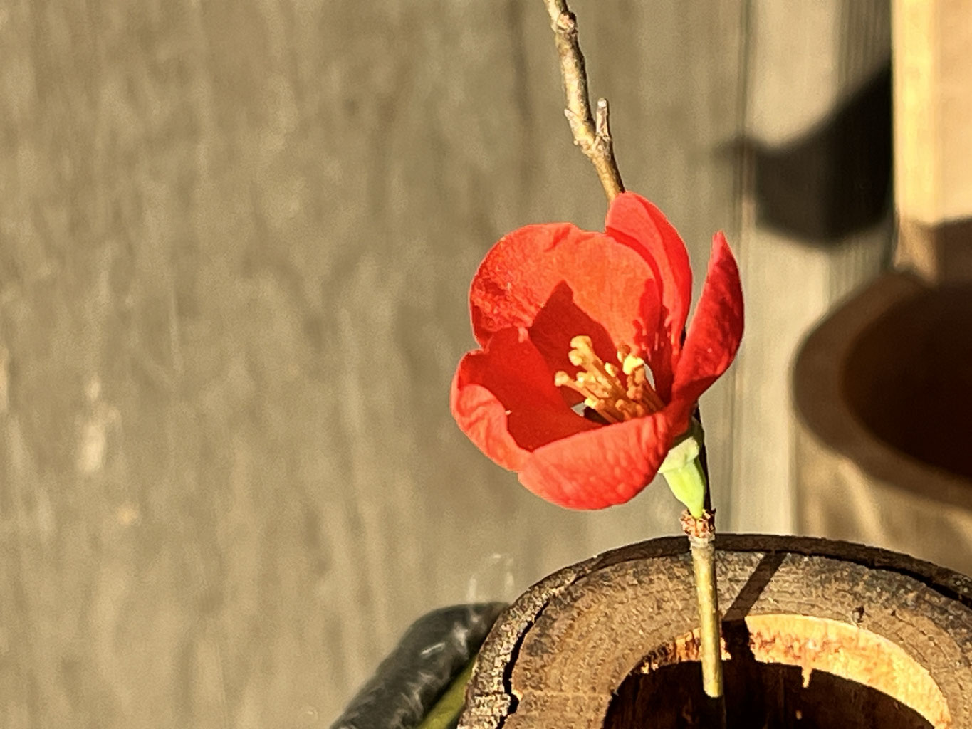枝先に集まり咲くは木瓜の花 - 横浜市天王森泉公園 ‐公式ホームページ‐