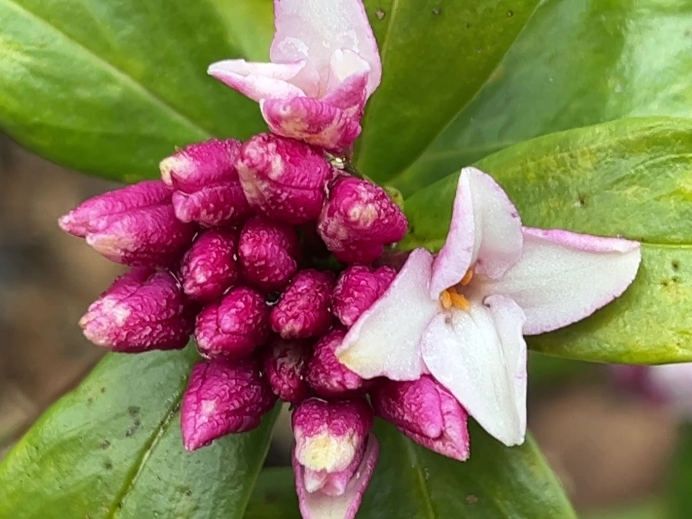 沈丁花～春の香り - 横浜市天王森泉公園 ‐公式ホームページ‐