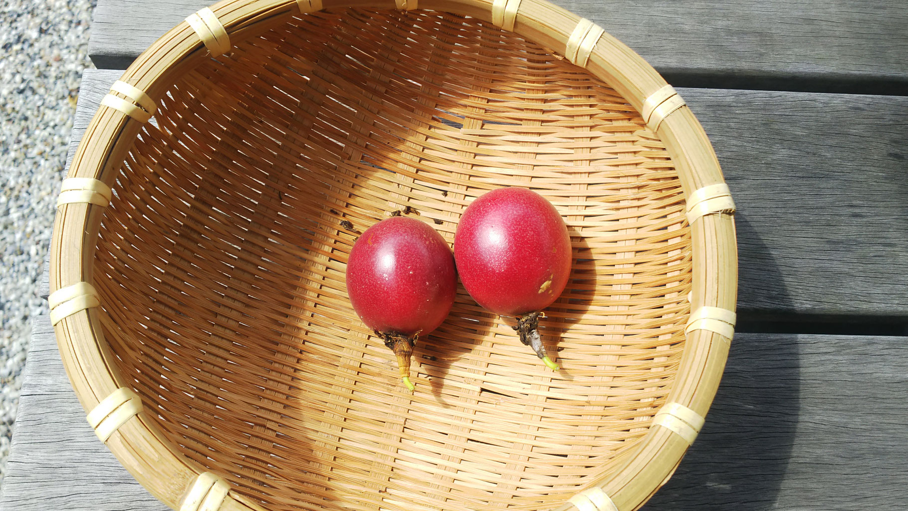 パッションフルーツ育成日記 - 横浜市天王森泉公園 ‐公式