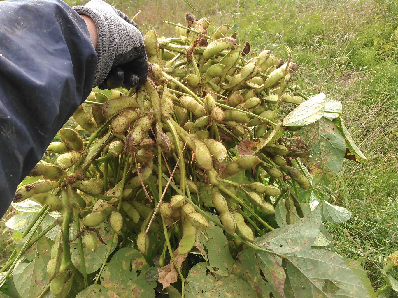 自家農園の産地直送 - おにぎりと野菜のレストラン 千華 ~丹波 自家農園の産地直送 - おにぎりと野菜のレストラン 千華 ~丹波
