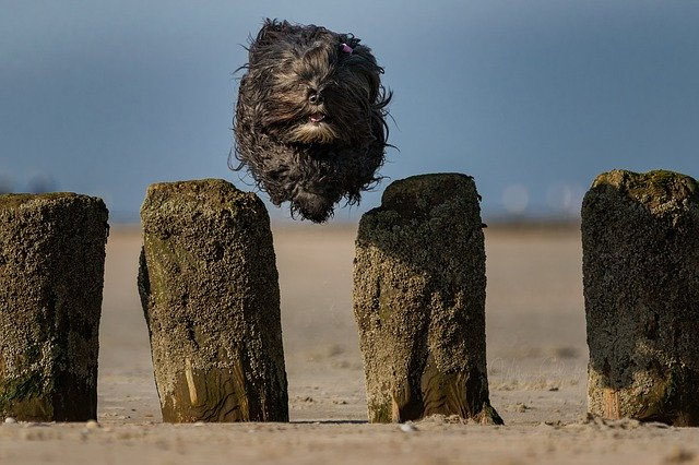 Urlaub mit Hund Urlaub im Ferienhaus Wattlöper auf der Insel Föhr an
