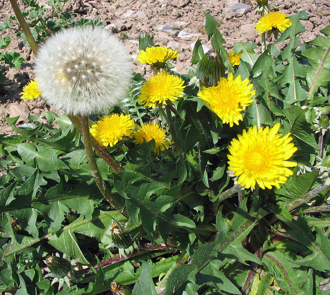 Gewöhnlicher Löwenzahn (Taraxacum sect. Ruderalia) - Kräutergarten ...
