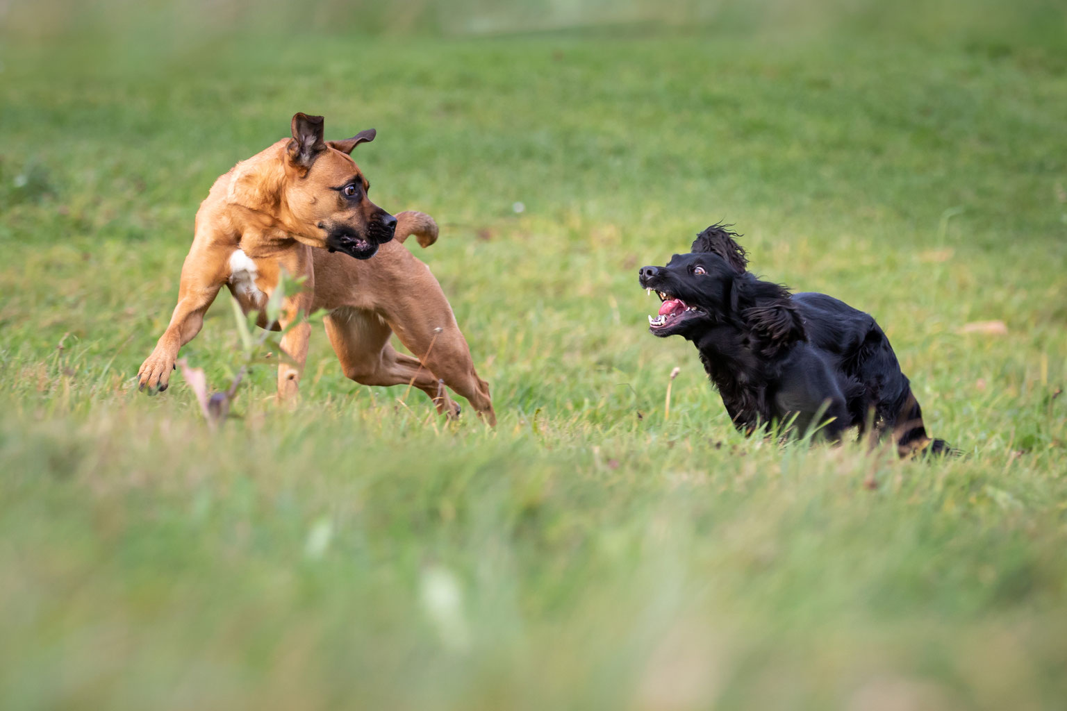 die hundeschule fur alle auch fur nette so denkt ihr hund mit webseite