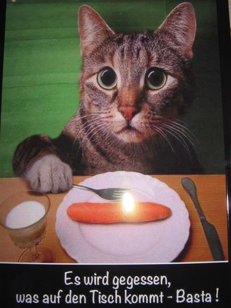 News Schweinebande7 Meerschweinchen Und Mehr