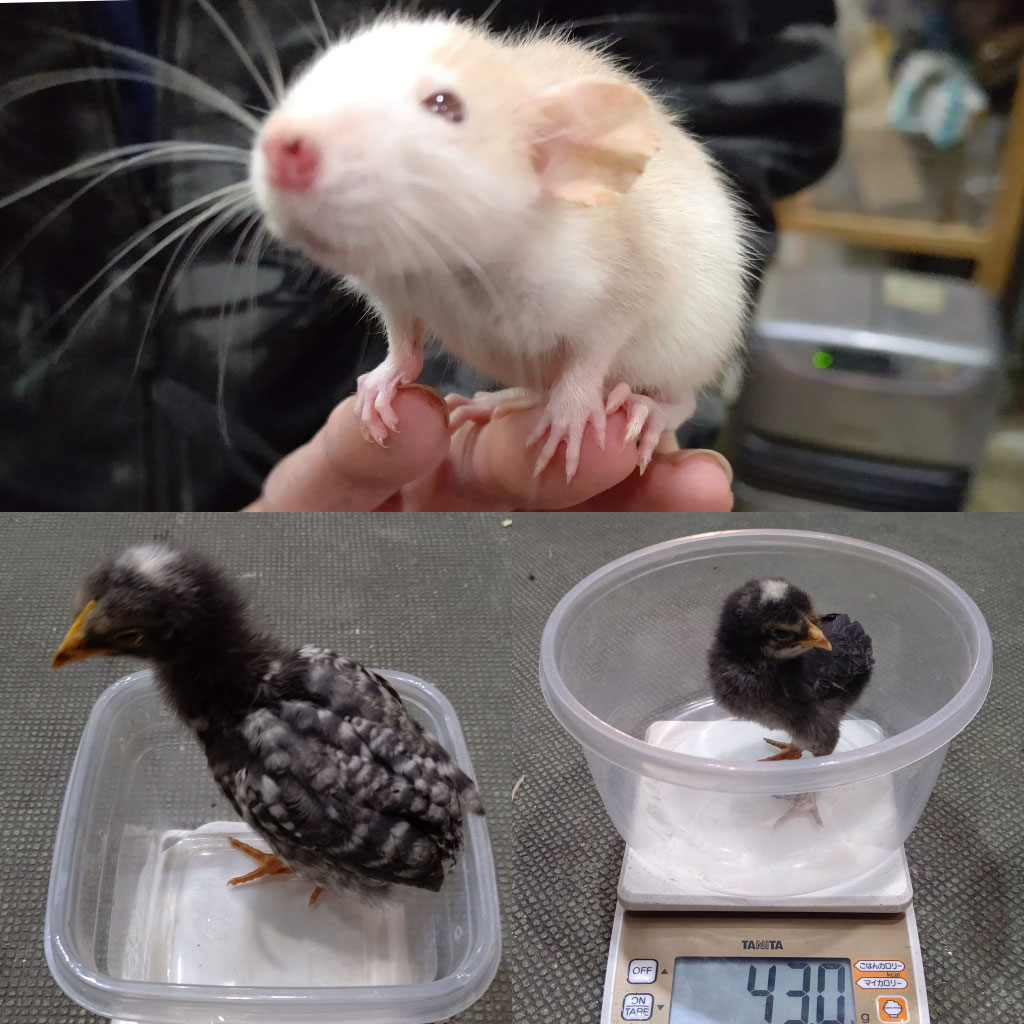 活エサ エキゾチックアニマル 鷹の庵