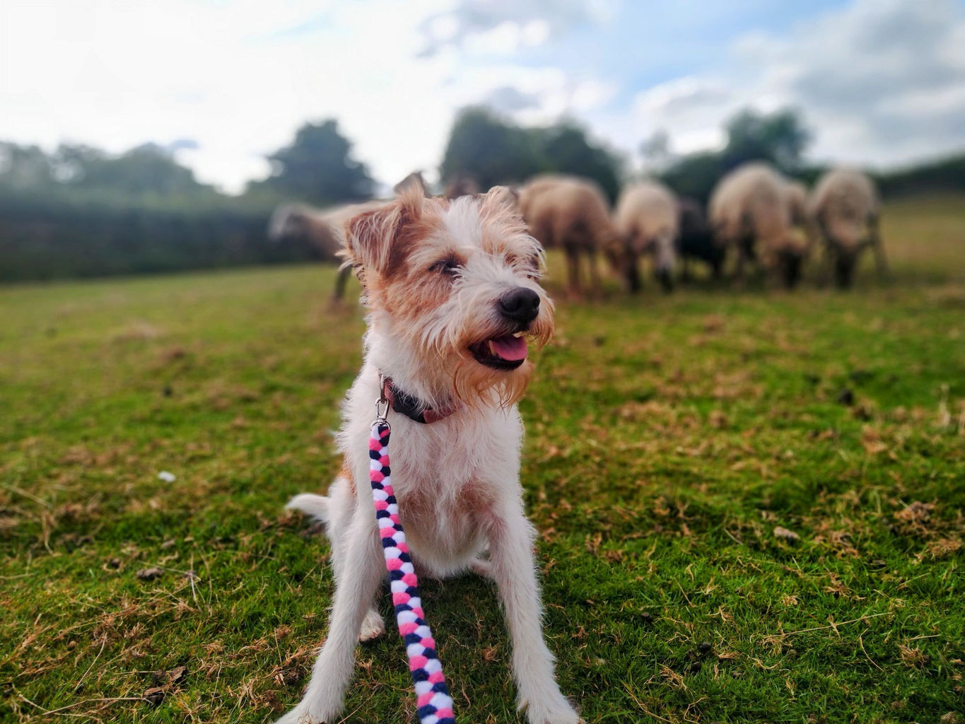 Training matters Dogs Matter Cooperative Dog Training in Exeter