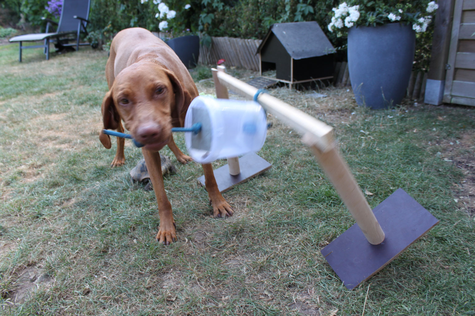 Besuchshund / Therapiehund - alltagshunds Webseite!