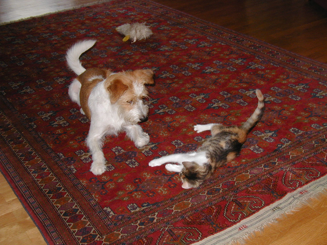Hunde und Katzen Kromfohrländer von der Holderheide