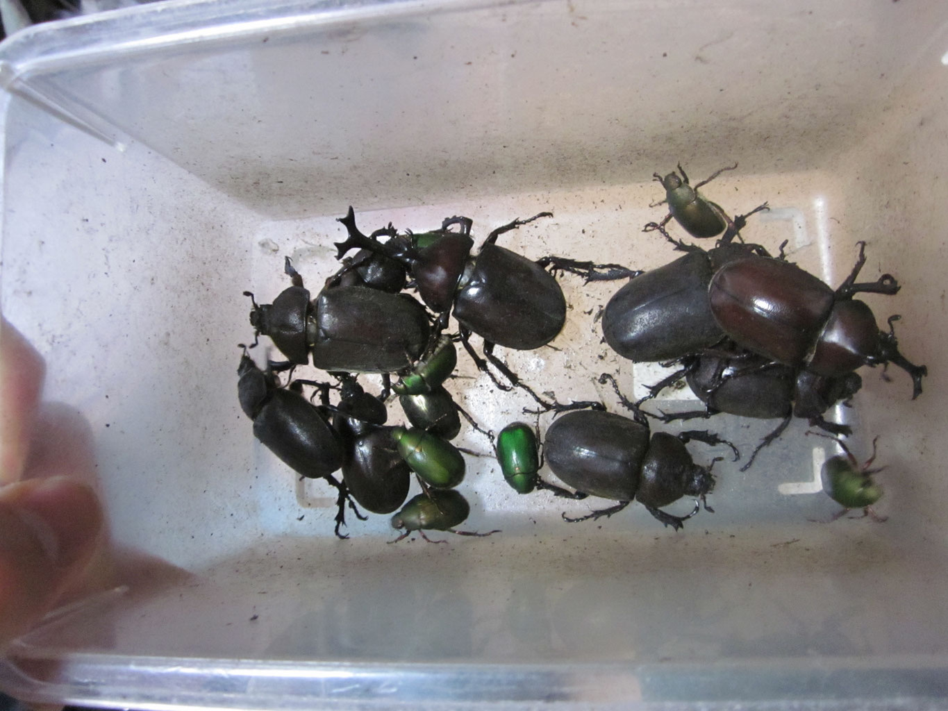 昆虫標本 クワガタ カミキリ ハンミョウ テントウムシ ゾウムシ 等 昆虫標本 クワガタ カミキリ ハンミョウ テントウムシ ゾウムシ 等