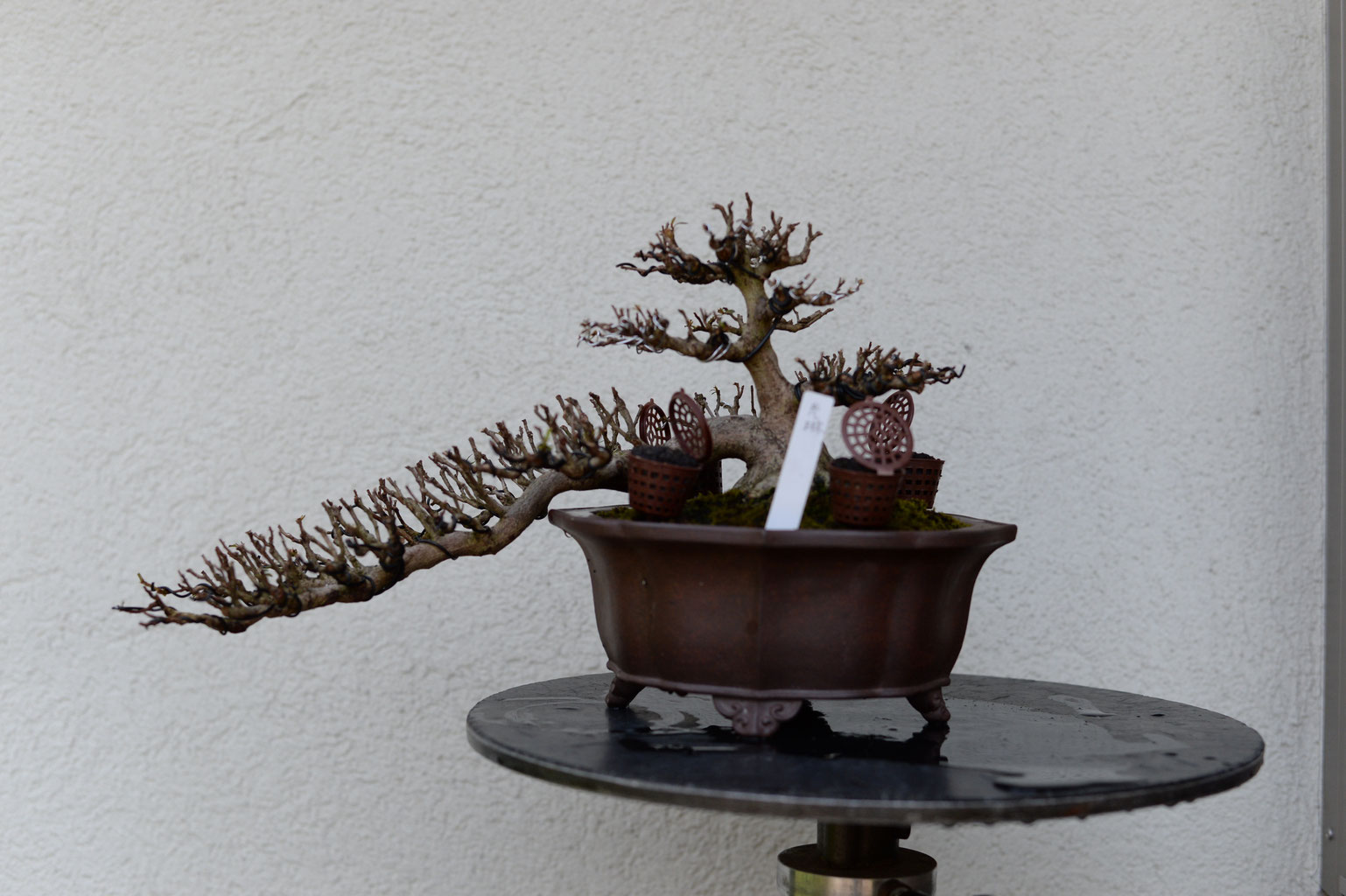 光琳（半懸崖） - BONSAI {皐月盆栽（satsuki-bonsai)}