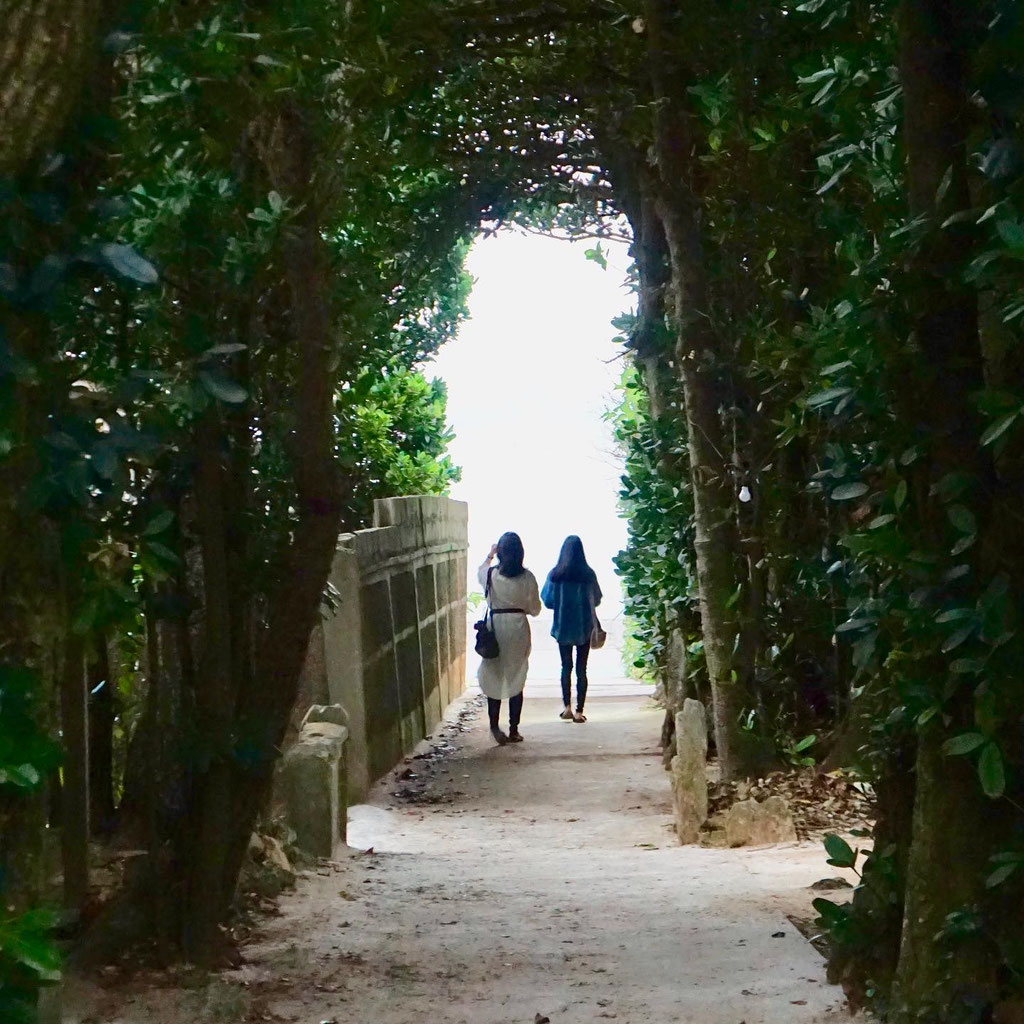 【沖縄の恵み】南国の風を感じる天然木 沖縄-8 備瀬のフクギ並木 民家を囲む防風林・南国の木漏れ日