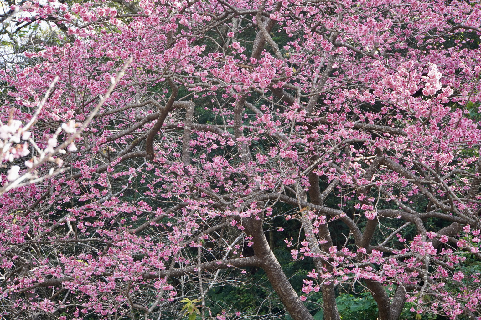 もとぶ八重岳桜まつり、最新の開花情報 - さんにんリゾート