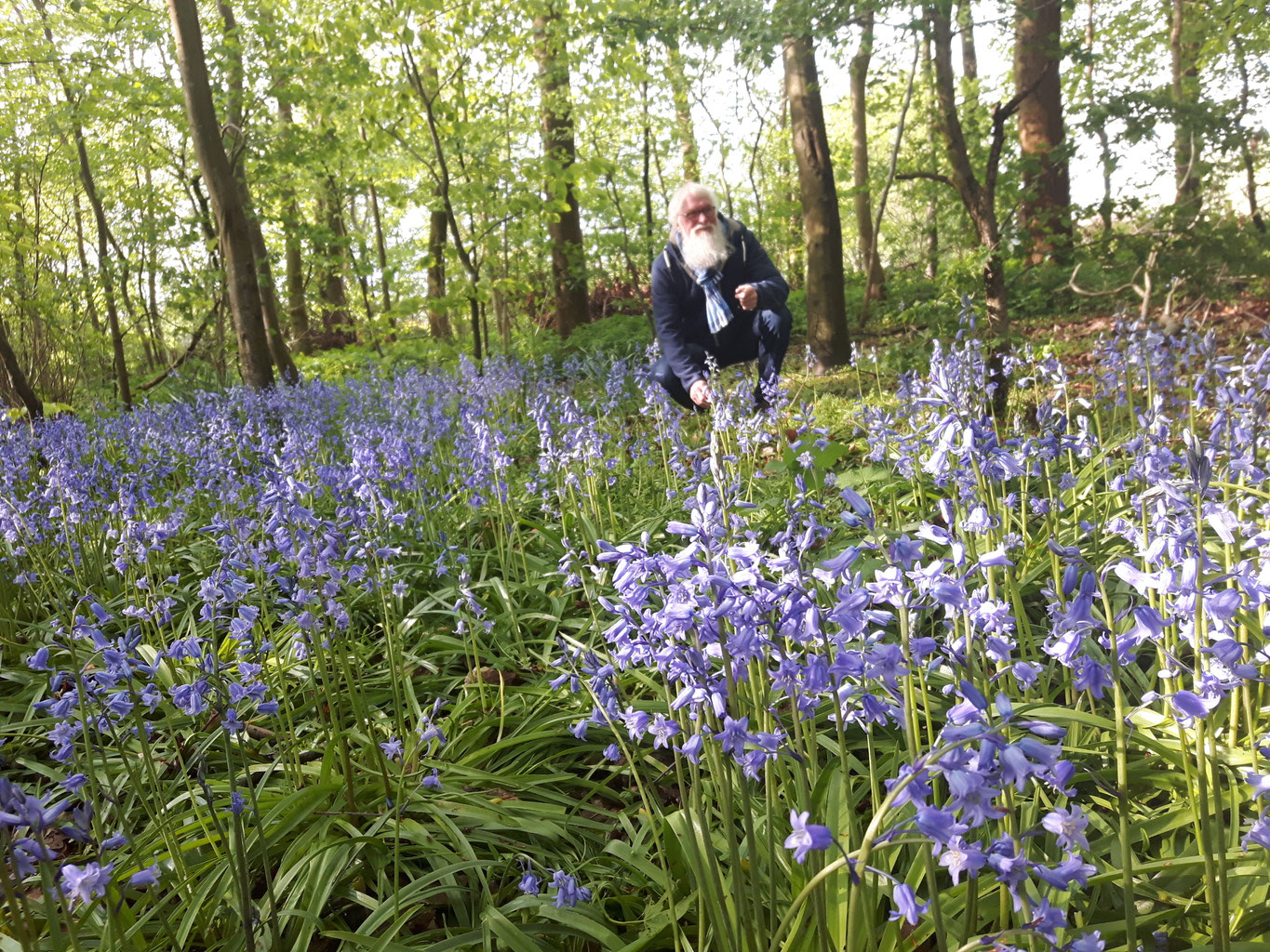 Wild Wald Hyazinthen Gartenbotschafter John Langley