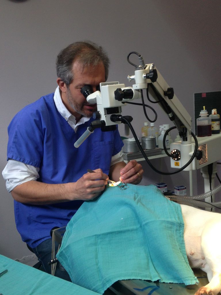 Ophtalmologie - Clinique vétérinaire du Tondu