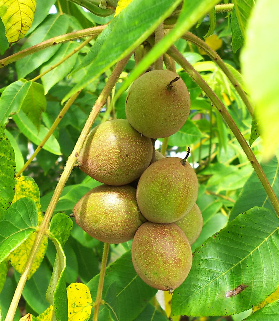 オニグルミ おはら動物病院