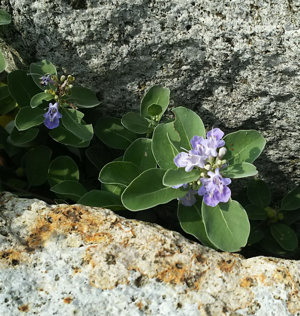 ハマゴウ おはら動物病院