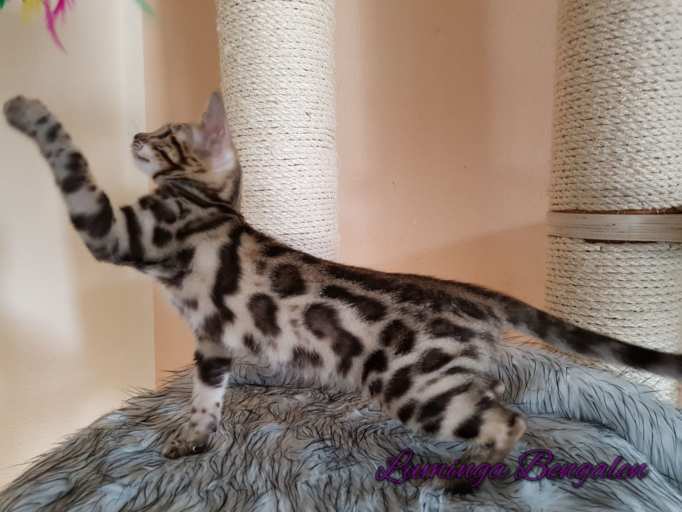 Die Bengal lumingabengalens Webseite!