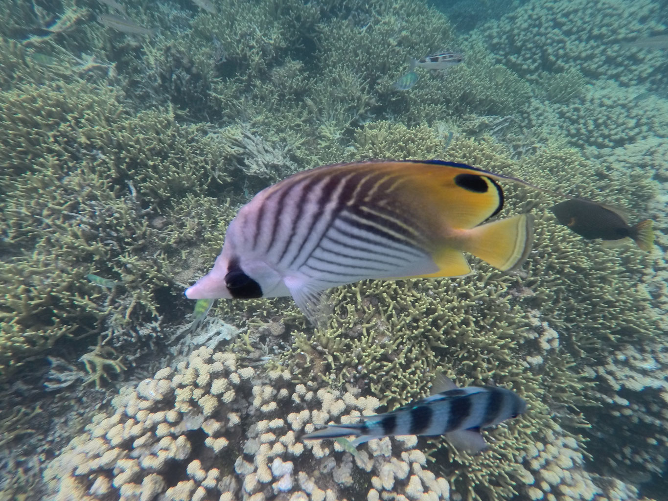 出会える度３の魚たち Lealeaグアム情報サイト
