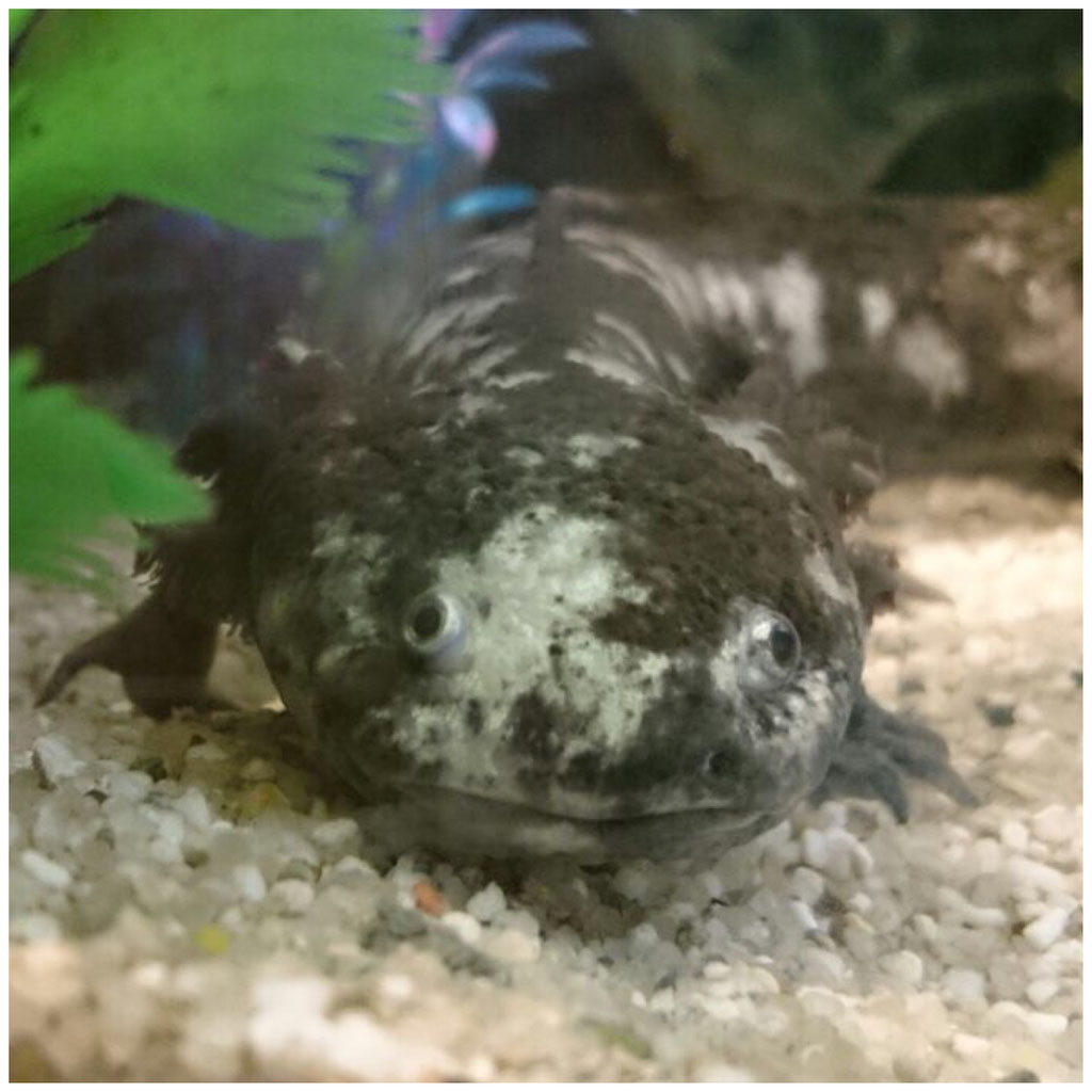 befreundete Hobbyzüchter - mickisaxolotlwelts Webseite!