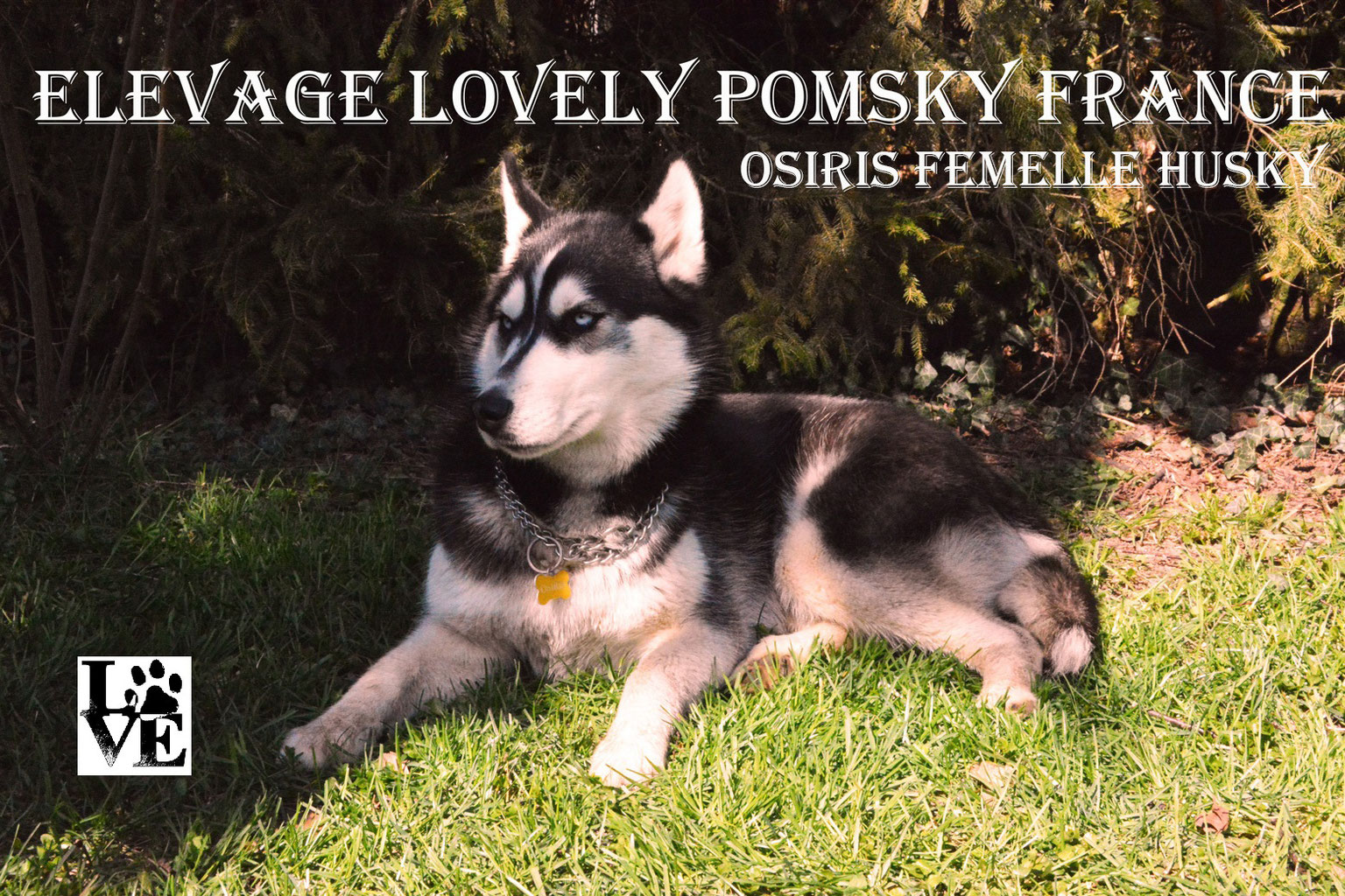 Notre Merveilleuse Meute Elevage Lovely Pomsky France