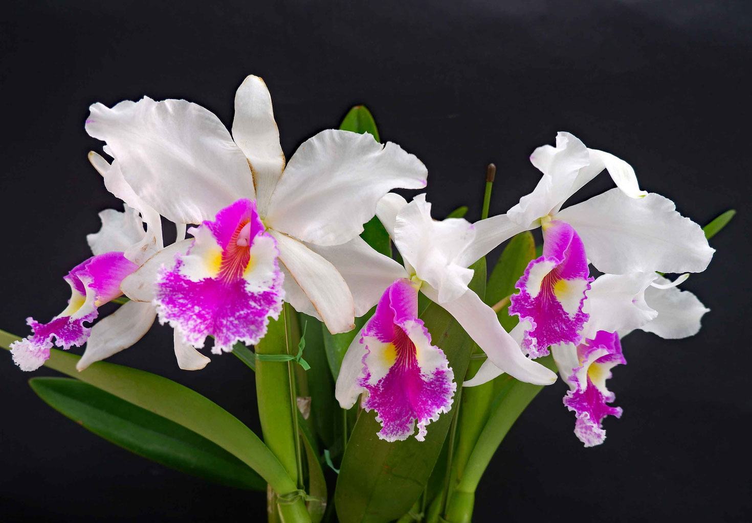 2024年7月 - 埼玉洋蘭会