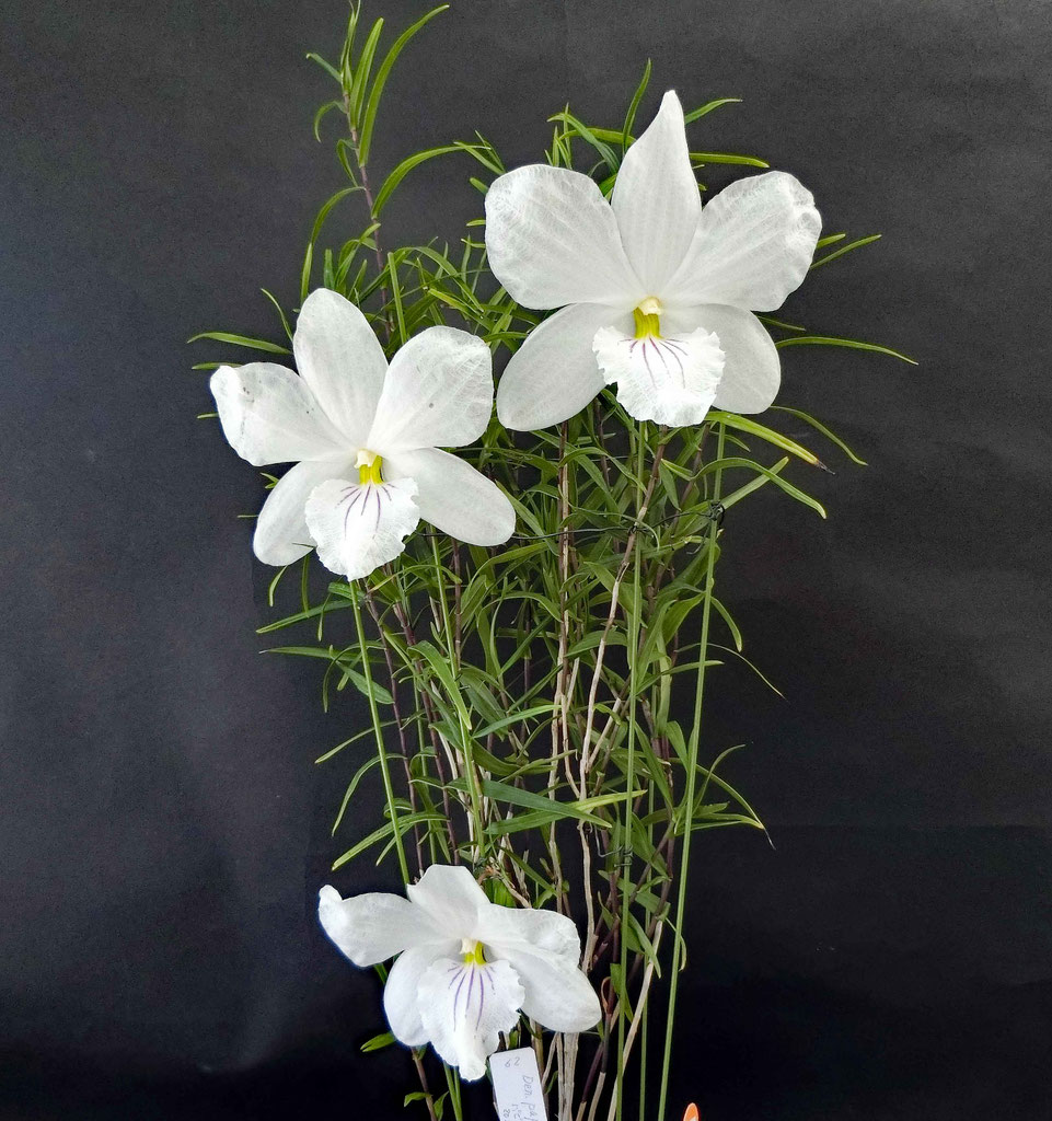 2025年3月 - 埼玉洋蘭会