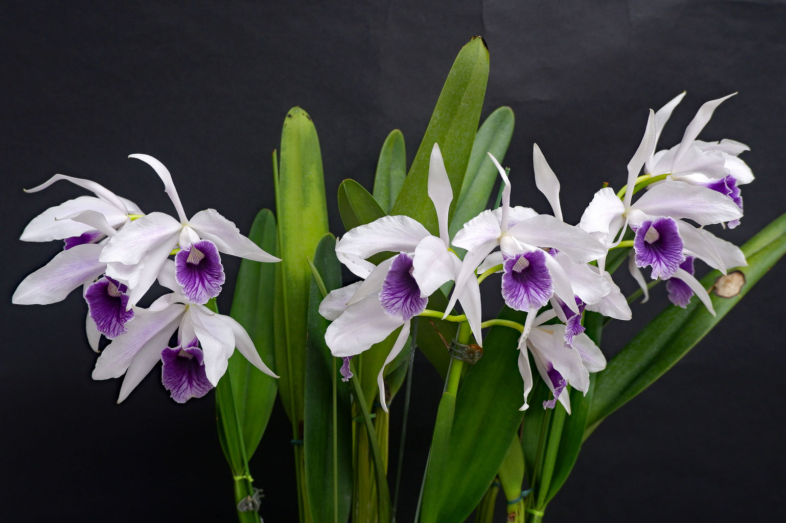 蘭花ページ 7月の胡蝶蘭 開花中のクィーンビー 梅雨・外置きの4株を紹介