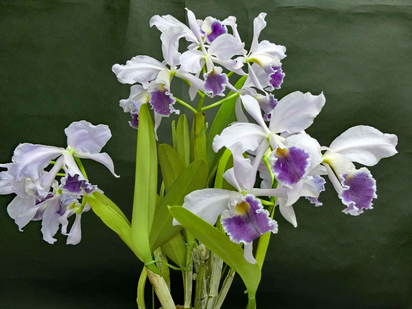 洋ラン等　まとめて譲渡 2024年10月 - 埼玉洋蘭会