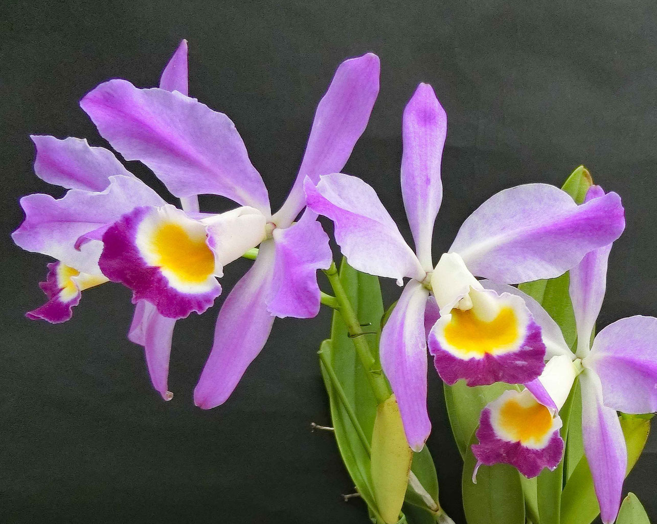 チランジア スプレンゲリアナ 臨海型 濃色花序タイプ sprengeliana